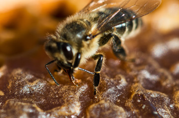 Working bee in a honeycomb close-up macro image