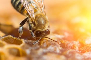 Working bee in a honeycomb close-up macro image