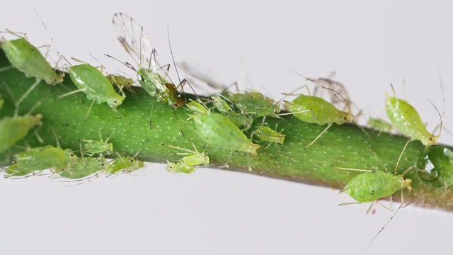 Aphids on Rose Branch Macro