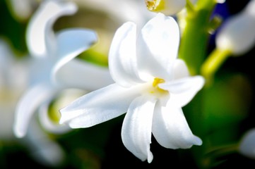 Beautiful Bright White Flowers