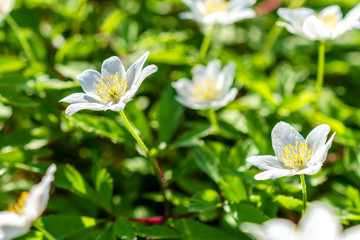 White flowers, on a flower bed in springtime. Nature background.