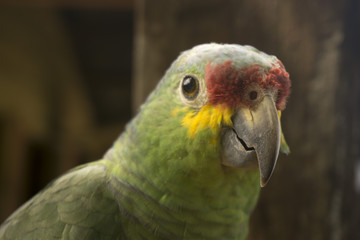 green parrot seen from a close distance