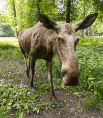 Naklejka na ściany i meble Elk cow in the forest. Karlsruhe, Germany, Europe