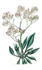 Illustration of plant