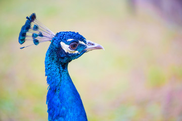 Head of a peacock with blurred background to green