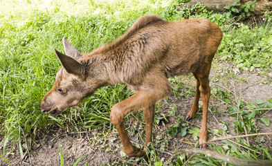 Young elk calf on a meadow. Karlsruhe, Germany, Europe