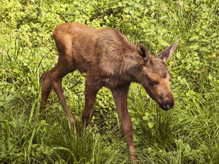 Young elk calf on a meadow. Karlsruhe, Germany, Europe