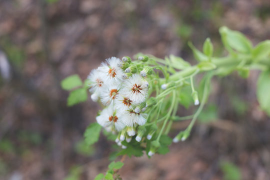 Image of flowering white butterbur also known Petasites albus