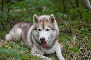 Portrait of cute dog breed siberian husky lying in the grass in the forest