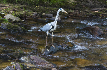 Herons hunting in the river. Baden Baden, Baden Wuerttemberg, Germany