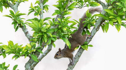 Squirrel in bright green bush with white background