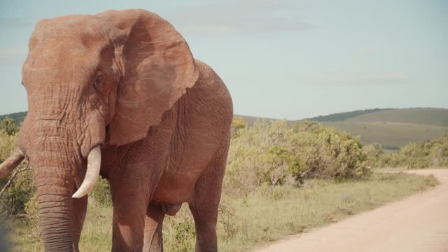 Large elephant filmed through windshield.