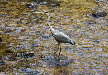 Herons hunting in the river. Baden Baden, Baden Wuerttemberg, Germany