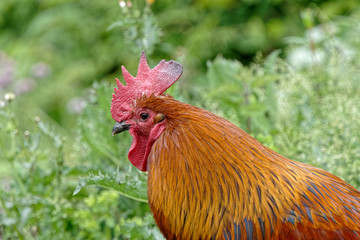 le coq gaulois, un symbole pour le pays de la France.