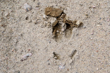 Moose footprint in the sand. 