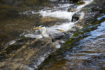 Herons hunting in the river. Baden Baden, Baden Wuerttemberg, Germany