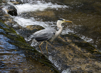 Herons hunting in the river. Baden Baden, Baden Wuerttemberg, Germany