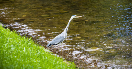 Herons hunting in the river. Baden Baden, Baden Wuerttemberg, Germany