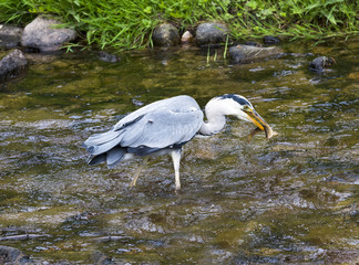 Herons hunting in the river. Baden Baden, Baden Wuerttemberg, Germany