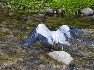 Herons hunting in the river. Baden Baden, Baden Wuerttemberg, Germany