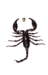 black scorpion emperor on a white background