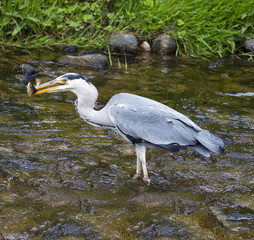 Herons hunting in the river. Baden Baden, Baden Wuerttemberg, Germany