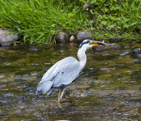 Herons hunting in the river. Baden Baden, Baden Wuerttemberg, Germany