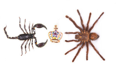 spider, scorpion and crown