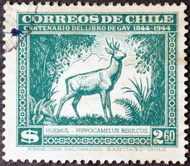 South Andean deer on old chilean postage stamp