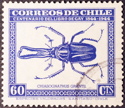 Big beetle on vintage postage stamp of Chile