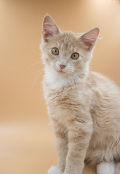 13 week old male  sandy orange kitten posing for pictures in a lightbox.