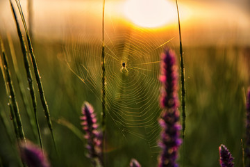 spider on a web in the grass