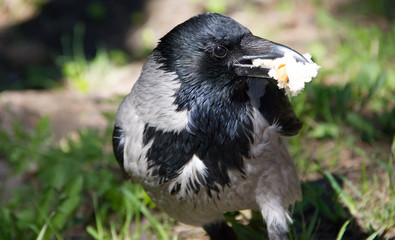 The crow grabbed a piece of bread