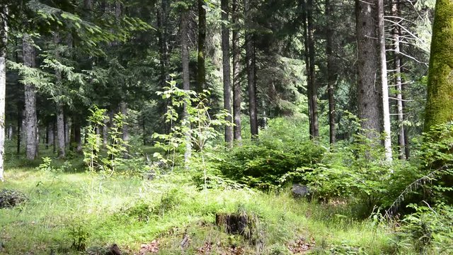 suoni nel bosco delle prealpi di Ledro, Trentino,Italy