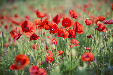 poppy field, morning sunrise