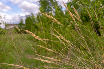 Grass