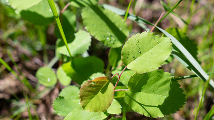 Leaves