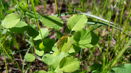 Leaves