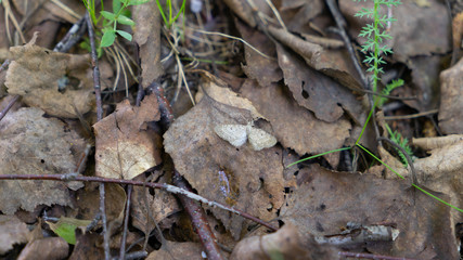 Leaves