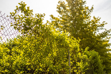 Overgrown Fence