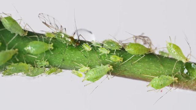 Aphids on Rose Branch Macro