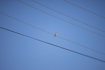 bird against the sky lines of wires