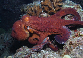 Red Octopus on a Coral Reef