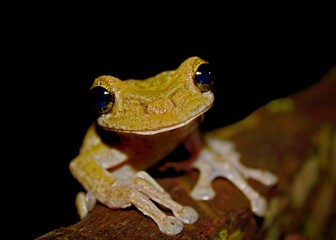 Beautiful frog sitting on a branch, National Park Cuyabeno in Ecuador, cute frog with big eyes,...