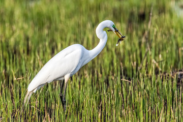 White Heron with two fish in bill on ground