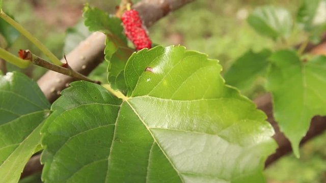 Fresh ripe juicy red mulberry from trees, full HD 1920x1080, slow motion at 29 frames per second