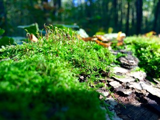 Nature