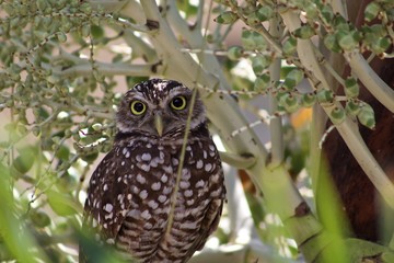 Small borrowing owl resting on a tree