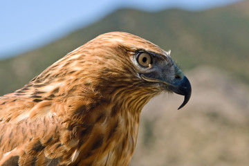 Golden eagle , bird of prey, animals and nature.