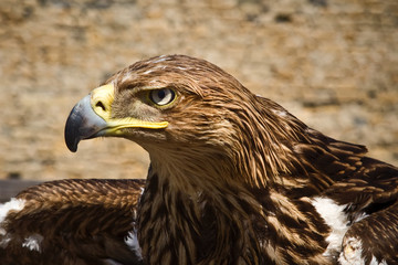 Golden eagle , bird of prey, animals and nature.